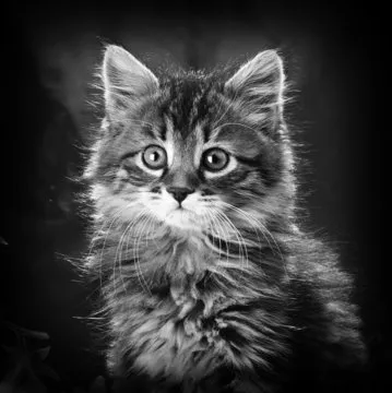 王磊